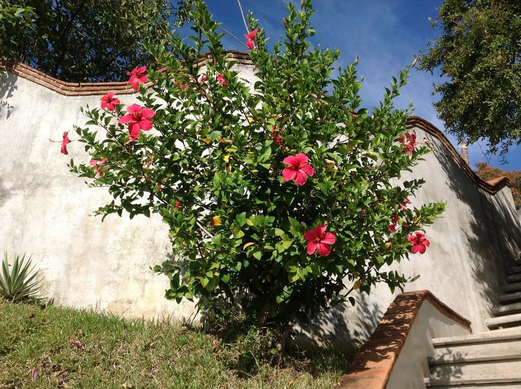 Готель Casa Flor De Mar Сіполіте Екстер'єр фото